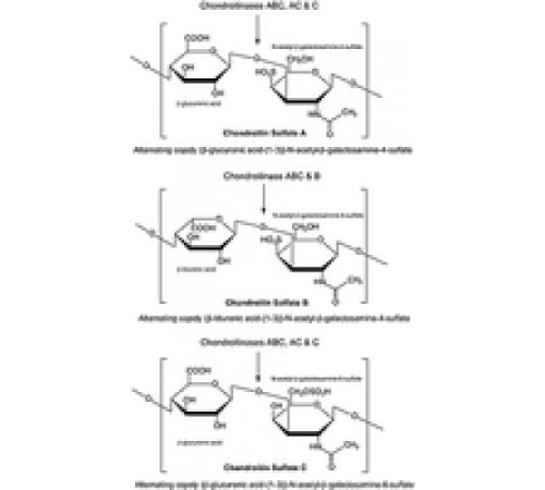 Хондроитиназа C из лиофилизированного порошка Flavobacterium heparinum, 200 Единиц / мг твердого вещества Sigma C0954