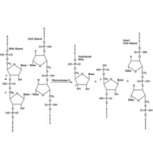 Рибонуклеаза H из комбинанта Escherichia colire, экспрессируемая в E. coli, забуференный водный раствор глицерина, 1000-4000 единиц / мл Sigma R6501